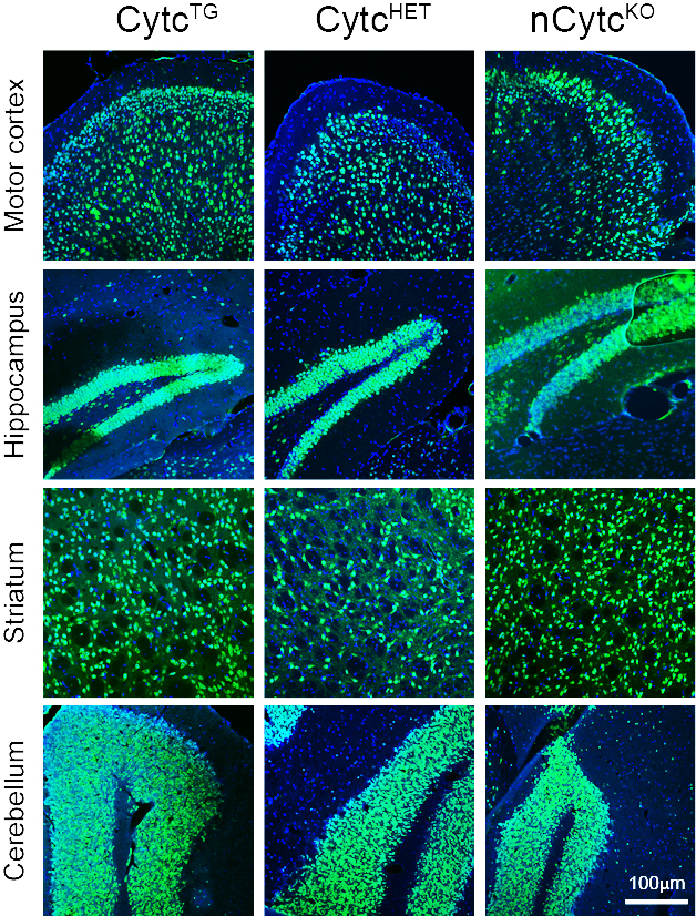 Cytochrome c CNS mouse model